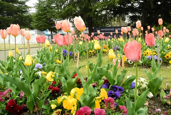 チューリップの花壇