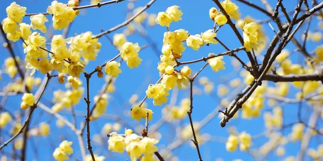 ジツは早春が見ごろ？秩父へ「開花狩り」に行こう♪