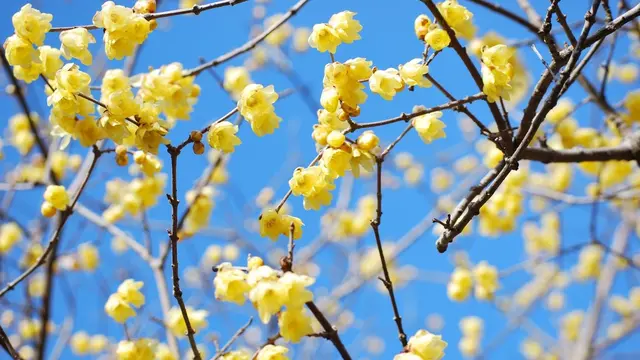 ジツは早春が見ごろ?秩父へ「開花狩り」に行こう♪