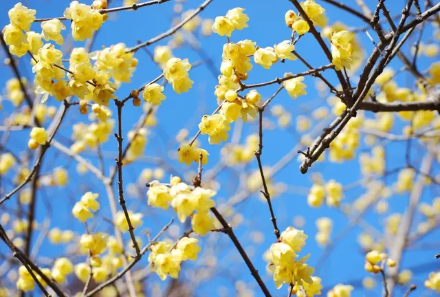 ジツは早春が見ごろ？秩父へ「開花狩り」に行こう♪
