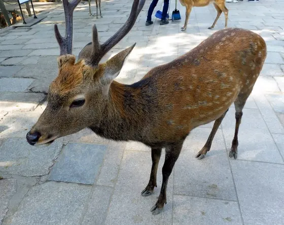 鹿さんに”鹿せんべい”を…!