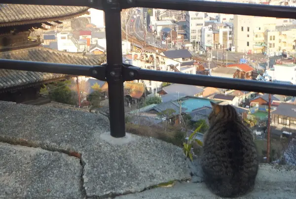 ネコの町