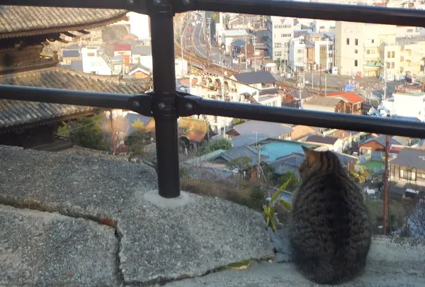 尾道市の写真・動画_image_42596