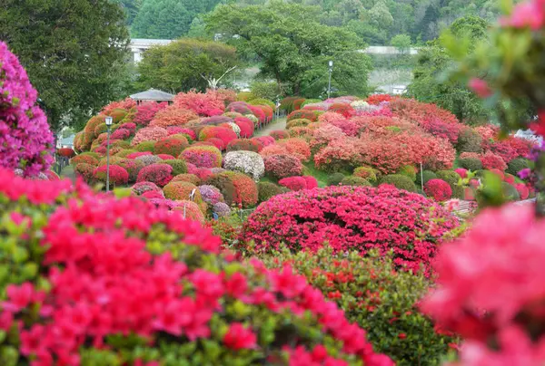 鶴峯公園のつつじ