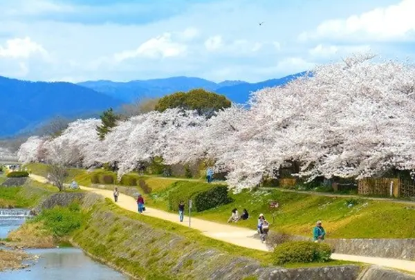 京都 賀茂川 桜