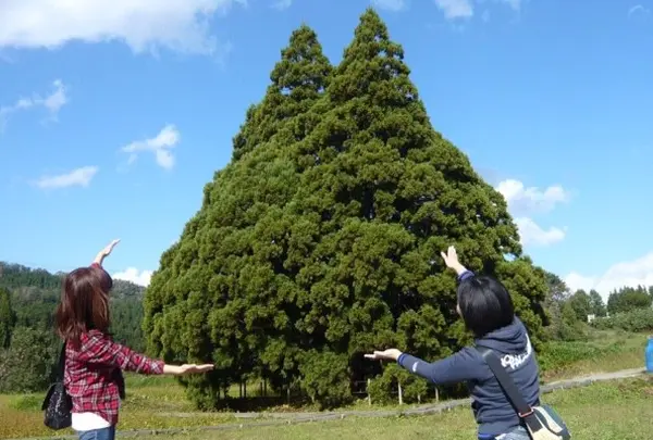 小杉の大杉（トトロの木）