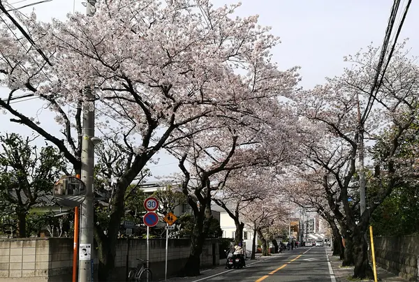 桜道（バス）の写真・動画_image_311786