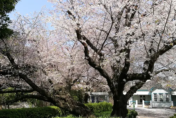 山手公園の写真・動画_image_311625