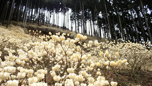 朝来市の写真で見る花巡り