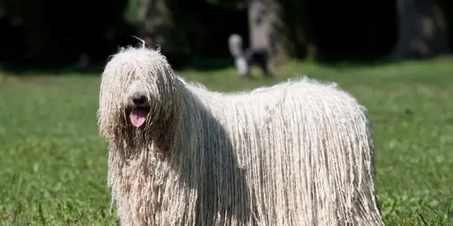 世界の犬族🐩をめぐる旅