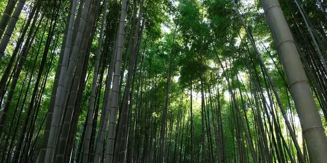 鎌倉ぶらり旅行〜紫陽花を眺めながら〜