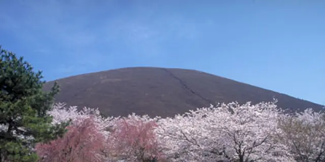 伊東 また来年！桜とスイーツ《更新中》