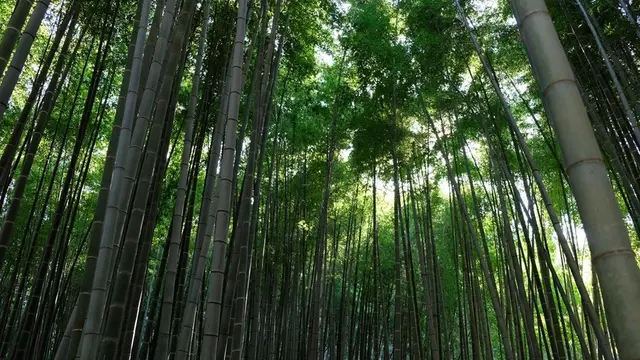 鎌倉ぶらり旅行〜紫陽花を眺めながら〜