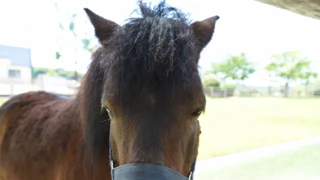 今治でたっぷり子どもと遊ぶ!食べるなら野間馬ハイランドコース