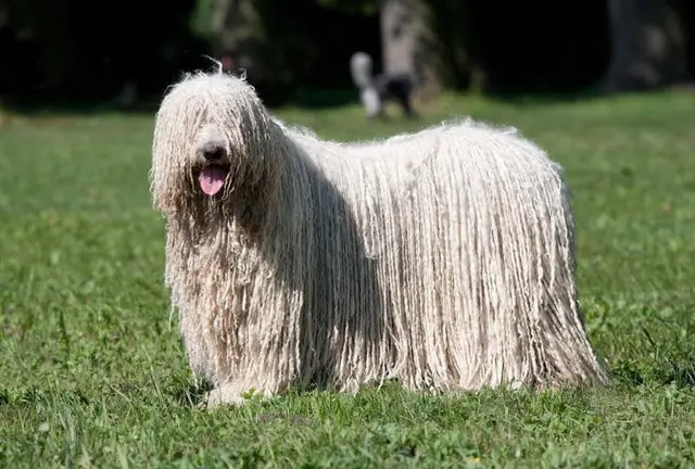 世界の犬族🐩をめぐる旅
