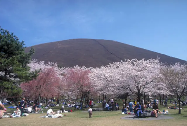 伊東 また来年！桜とスイーツ《更新中》