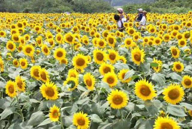 夏の向日葵🌻ハンター💘