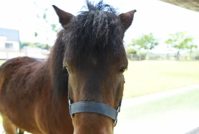 今治でたっぷり子どもと遊ぶ！食べるなら野間馬ハイランドコース