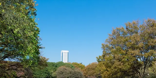 代々木公園でピクニックランチ＆プロ野球観戦