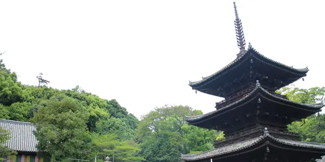 みかんランチと、ちょっぴりお遍路の松山さんぽ