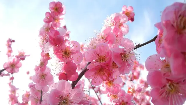 梅は咲いたか桜はまだかいな!安八の百梅園
