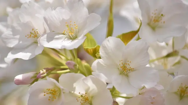 【都内穴場お花見スポット】 晴海埠頭公園でお花見散歩