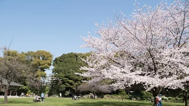 清澄白河 ゆったり,てくてく お花見散歩
