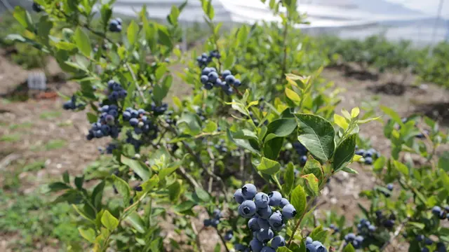 信州須坂7月のおでかけプラン