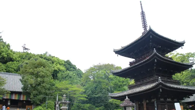みかんランチと、ちょっぴりお遍路の松山さんぽ