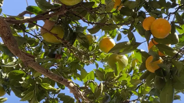 【岡山県・日生】船に乗ってみかん狩りを楽しむ日帰り旅🚢備前市の人気カフェにも行ってきたよ🍽️