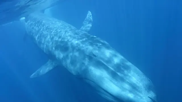 海と陸の最大級の生物に出会う大自然の旅/スリランカ
