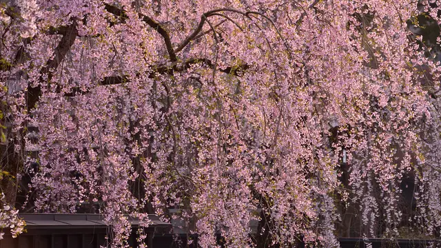贅沢温泉旅館で春を満喫1泊旅行@角館