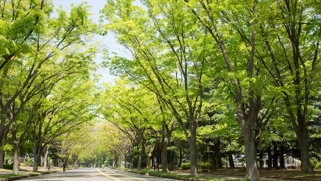 さぁ、みんなも早起きして駒沢公園に行こうよ!
