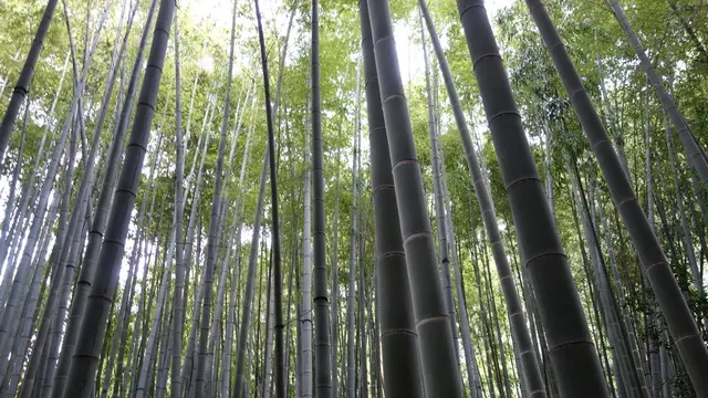 鎌倉金沢街道周辺の寺院散策。