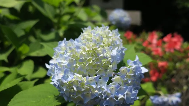 晴れ時々花の寺巡り