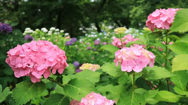 関西あじさい寺巡り