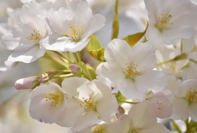 【都内穴場お花見スポット】 晴海埠頭公園でお花見散歩