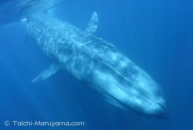 海と陸の最大級の生物に出会う大自然の旅／スリランカ