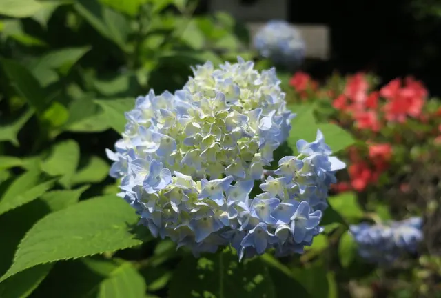 晴れ時々花の寺巡り