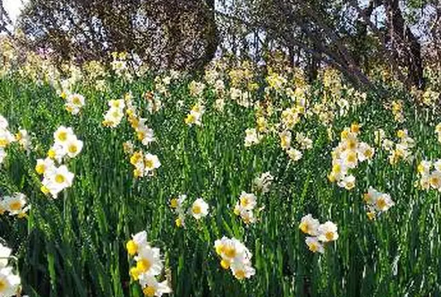 花暦行ってみたい季節の花畑　関東編
