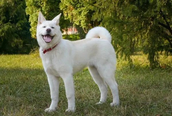 紀州犬