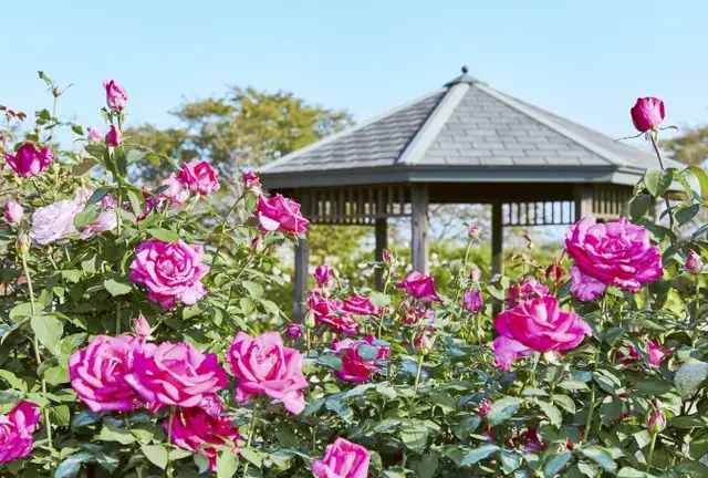 秋の花菜ガーデンと平塚あそび