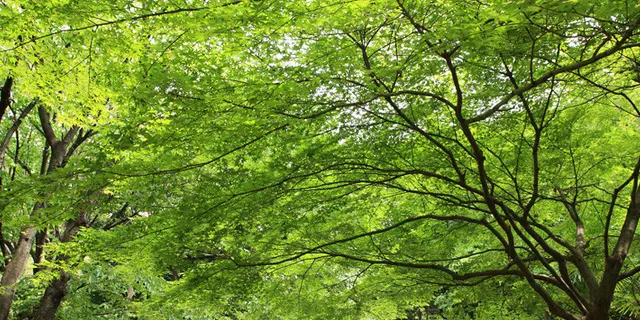 武蔵小山でかき氷とうどんと森さんぽ
