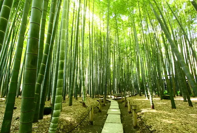 鎌倉