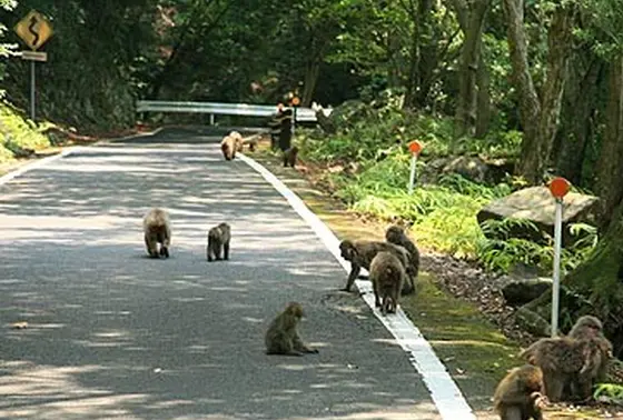 西部林道の動物たち