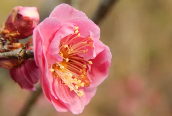 けいはんな記念公園の写真・動画_image_179952