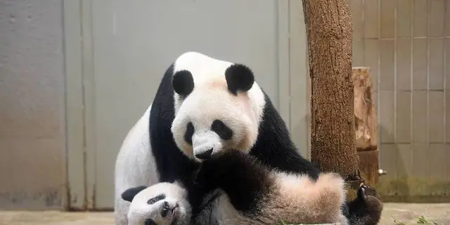 東京日帰り旅行（上野動物園 ほか）
