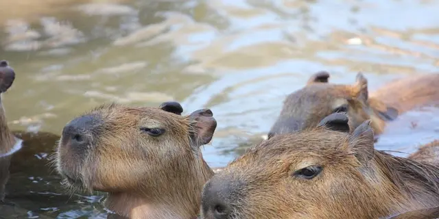 熱海へ。温泉と動物に癒される旅。