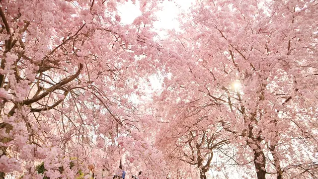晴れ時々桜の名所巡り【奈良】