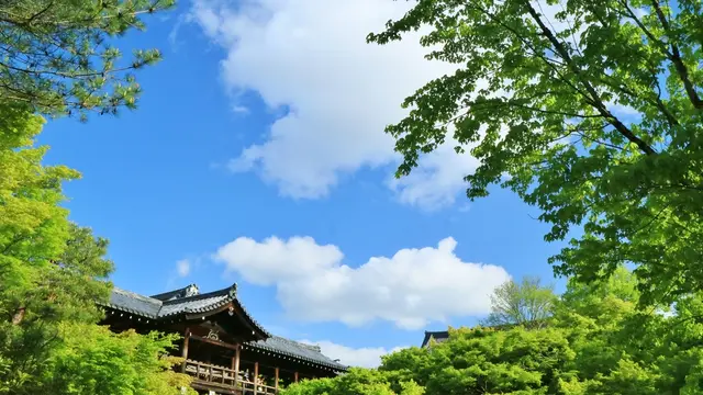 春の京都青もみじ巡り